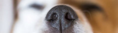 Olejki eteryczne bezpieczne i toksyczne dla zwierząt