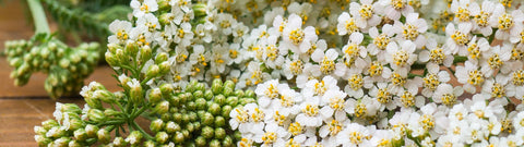 Olejek z krwawnika - niezwykłe właściwości oraz wpływ na skórę