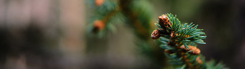 Olejek pichtowy z jodły syberyjskiej - na co jest dobry?