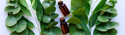 Olejek eukaliptusowy w (nie)codziennym zastosowaniu