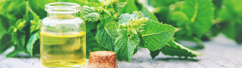 Najlepsze pochodzi z natury - czy znasz wszystkie zalety olejku z mięty pieprzowej?