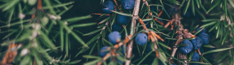 Olejek jałowcowy - magiczny ekstrakt we współczesnym wydaniu