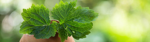 Olejek eteryczny paczuli - właściwości, zastosowanie i korzyści dla zdrowia