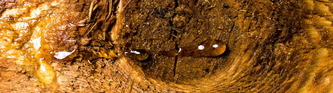 Olejek Balsam Peru - południowoamerykański sekret zdrowia