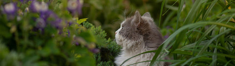 Olejek eteryczny kocimiętka - przydatny także dla ludzi?