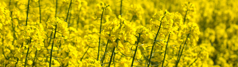 Olej rzepakowy tłoczony na zimno – właściwości, zastosowanie w kuchni i pielęgnacji