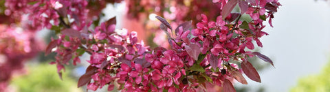 Olejek eteryczny manuka - naturalny sposób na walkę z grzybicą paznokci i nie tylko