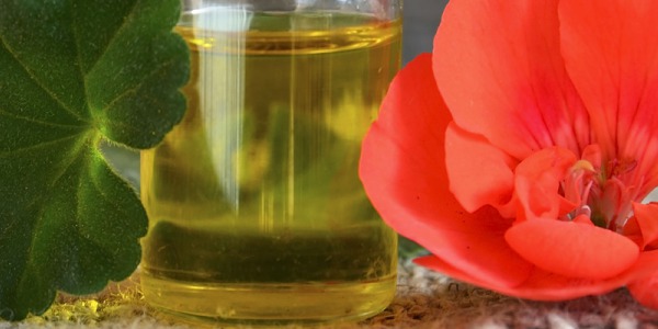 Dla ciała i zmysłów - poznaj olejek geranium