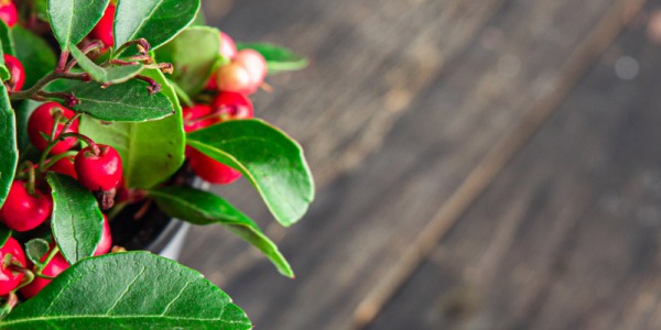 Olejek Wintergreen – cudowny składnik zdrowia rdzennych amerykanów