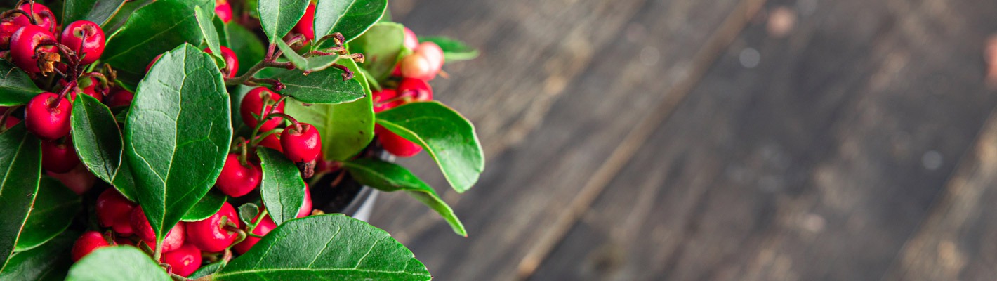 Olejek Wintergreen – cudowny składnik zdrowia rdzennych amerykanów
